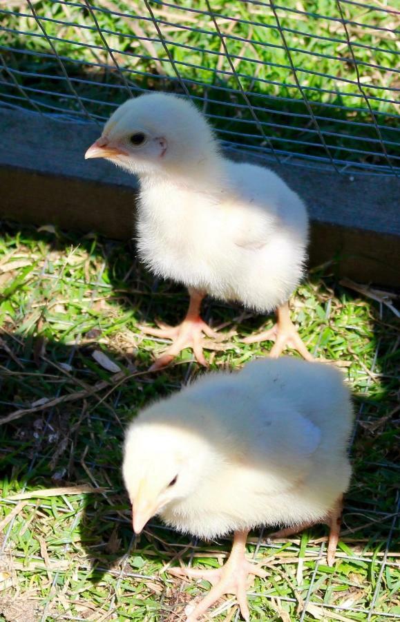 شقة Woodcock Farm بريستول المظهر الخارجي الصورة