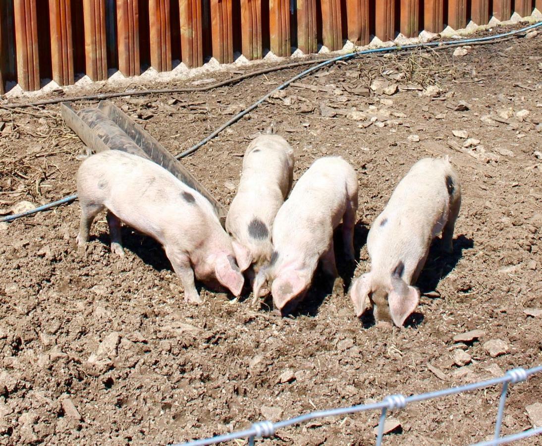 شقة Woodcock Farm بريستول المظهر الخارجي الصورة